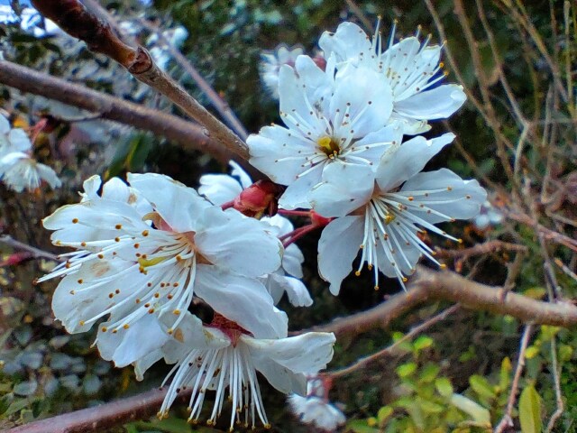 東紀州早咲き桜