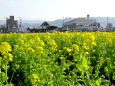 菜の花いっぱいの道の駅