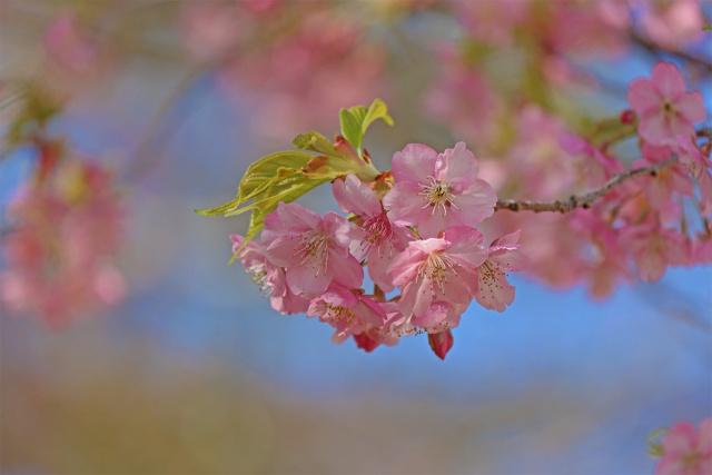 早咲きの桜