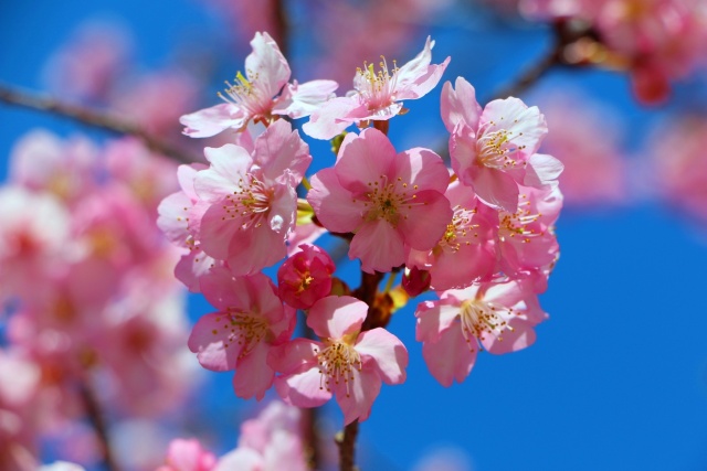 河津桜