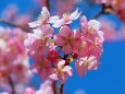 河津桜