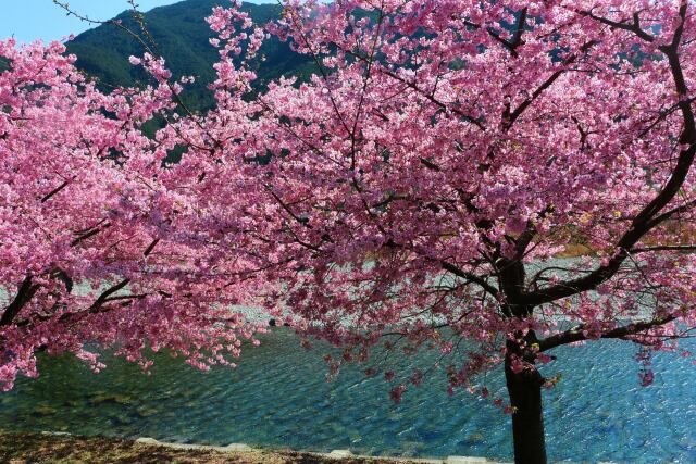 河津桜と清流銚子