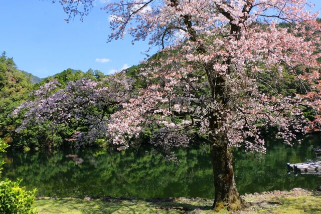 春の東紀州ダム湖