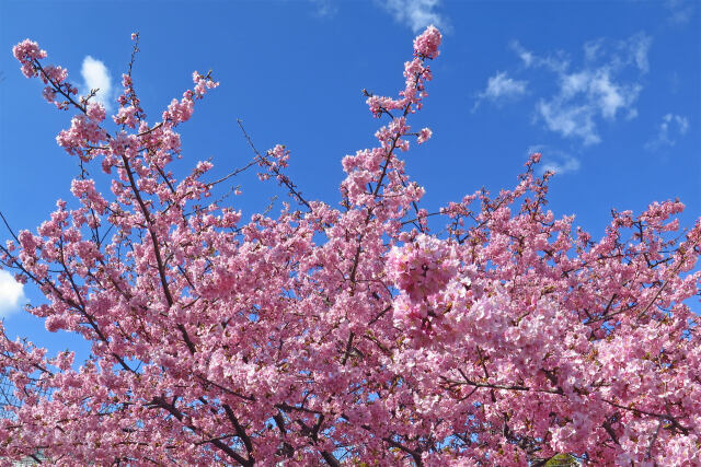 満開の河津桜