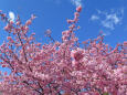 満開の河津桜