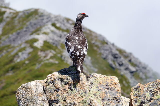 常念岳の雄雷鳥9