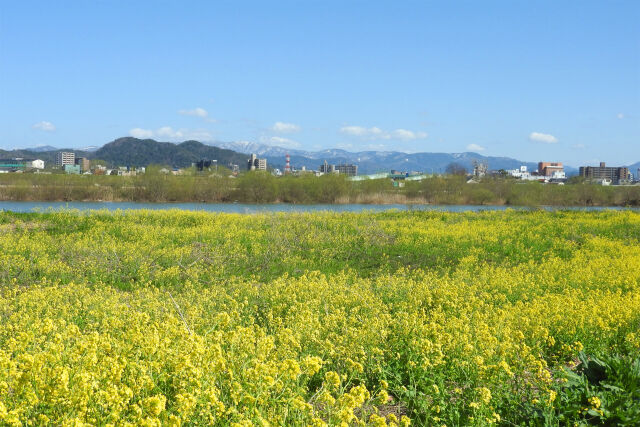 河川敷の菜の花 2