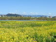 河川敷の菜の花 2