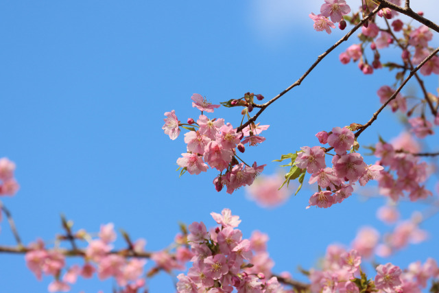 早咲きの桜