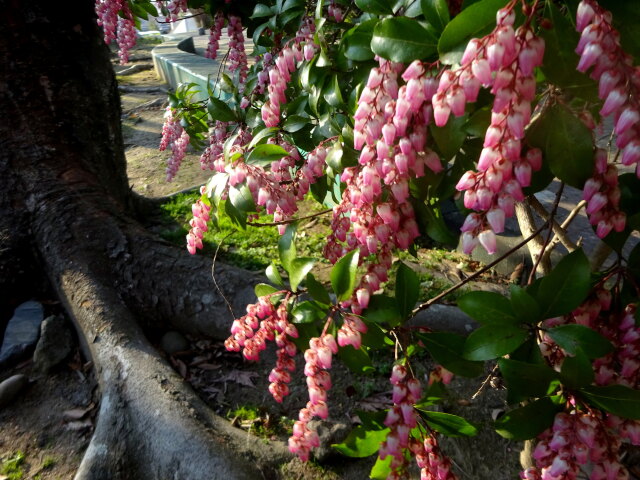 馬も喜ぶ？ 馬酔木の花