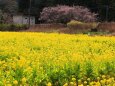 菜の花畑と河津桜