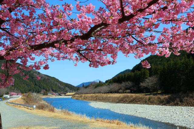 河津桜と清流銚子川