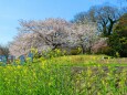 鴨川河川敷