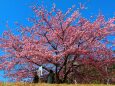 河津桜