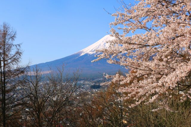 春桜に富士山の季節