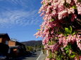 田舎道に咲いている馬酔木の花