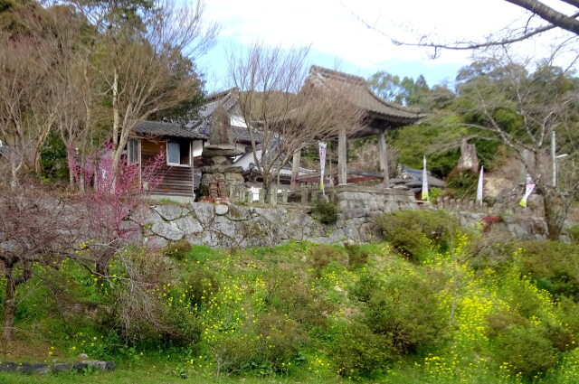 菜の花が咲いている山寺の鐘楼