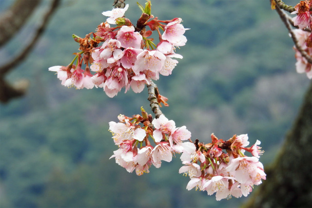 寒桜