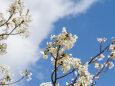 大島桜