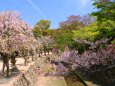 春の宮島