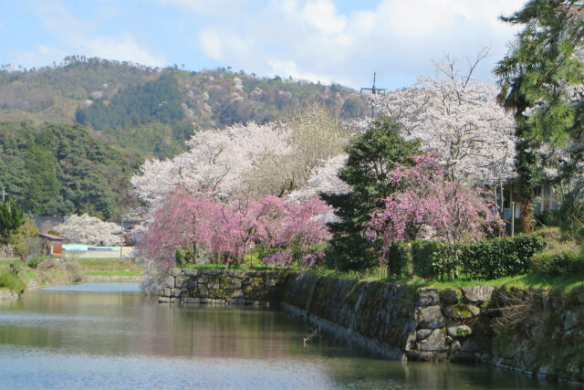 もうすぐ桜の季節