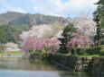 もうすぐ桜の季節