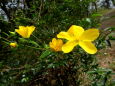 咲き始めた山吹の花