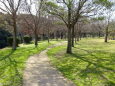 春めいてきた公園の散歩道