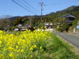 菜の花の田舎道