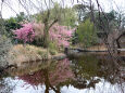 満開の河津桜