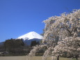 桜と富士山