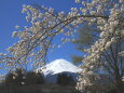 桜に富士山