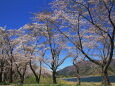 河口湖の桜