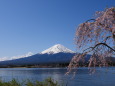 河口湖のしだれ桜