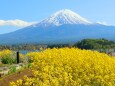 菜の花と富士山
