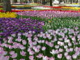 たまごの森 チューリップ