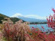 春の河口湖
