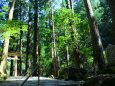 新緑の熊野古道