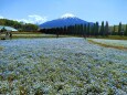 ネモフィラと富士山