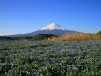 ネモフィラと富士山