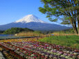 ビオラに富士山