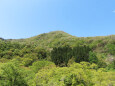 山も新緑に