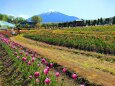 チューリップと富士山