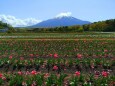 チューリップと富士山