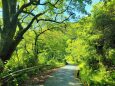 新緑の散歩道
