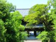 新緑の知恩院