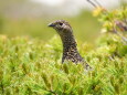 蝶ヶ岳のママ雷鳥2