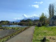 新緑の河口湖