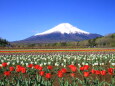 チューリップ畑に富士山