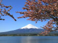 富士山にぼたん桜